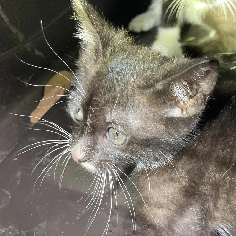 A baby small-sized female Black Domestic Short Hair cat named Garnet for adoption in Leander, TX
