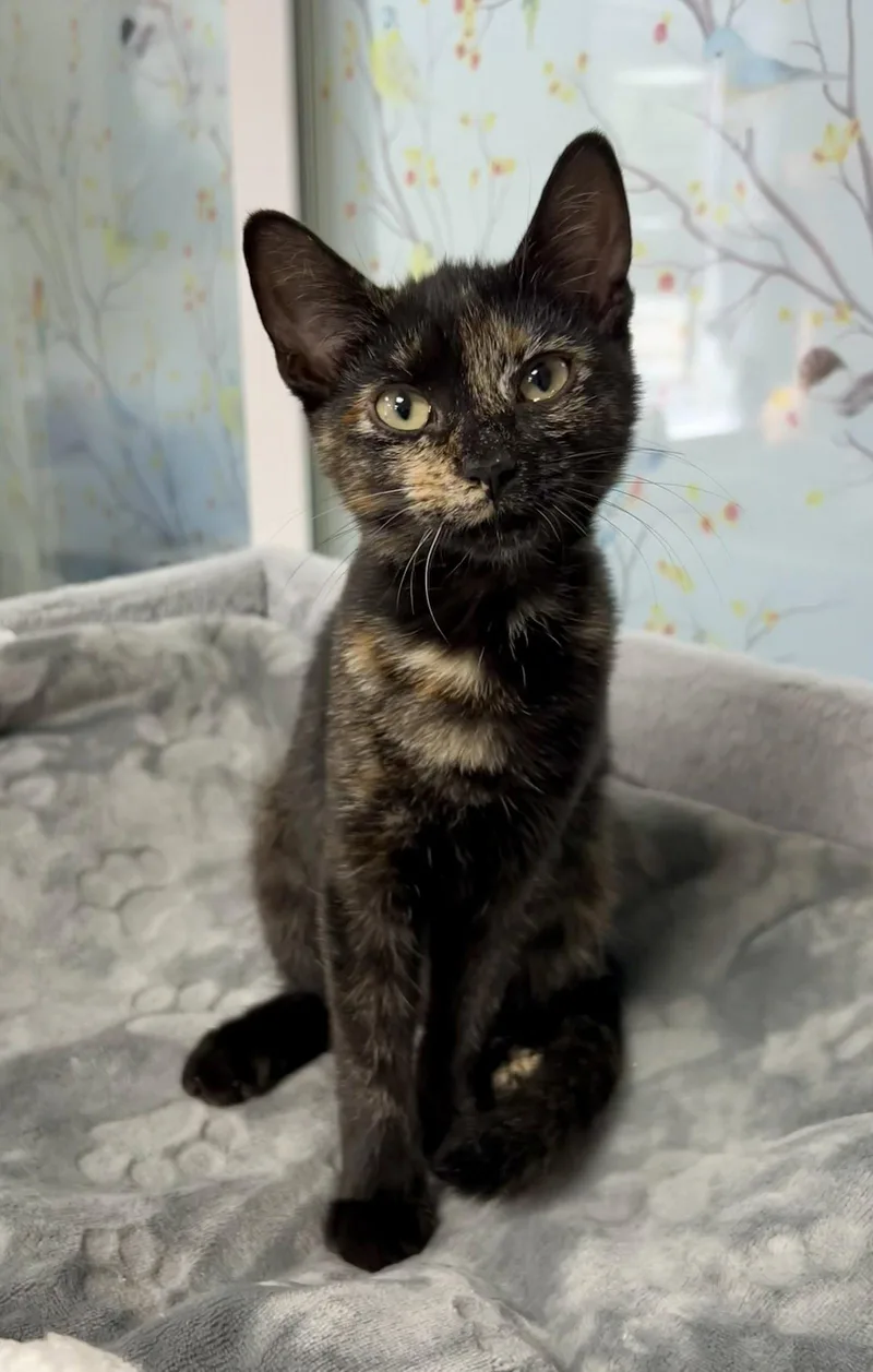 A baby medium-sized female Tortoiseshell cat named Arya for adoption in Buford, GA