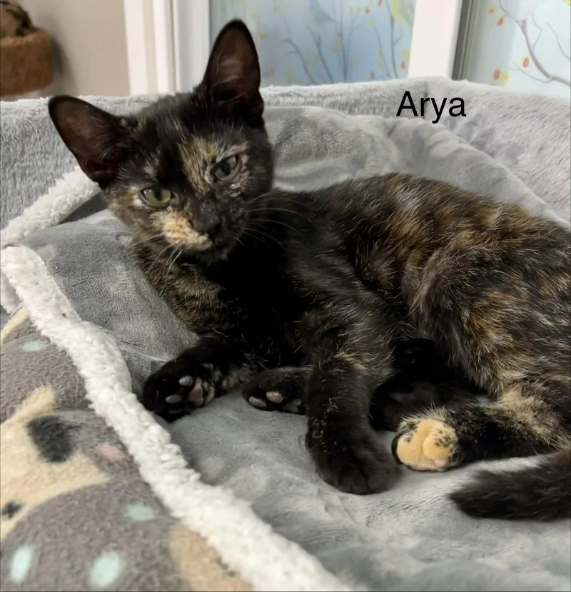 Arya thumbnail 2