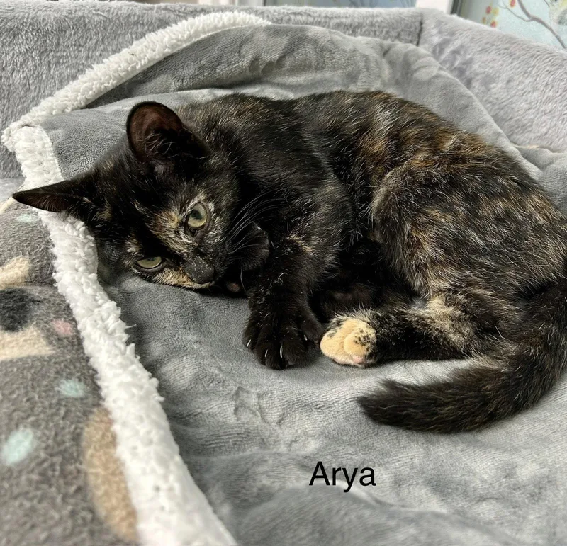 Arya thumbnail 3