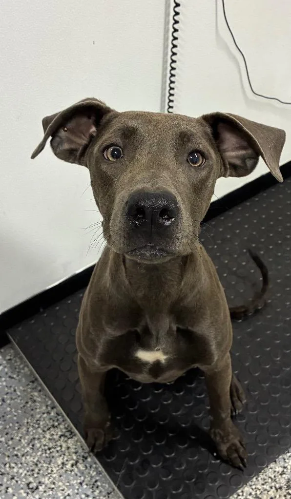 A baby medium-sized female Greyhound dog named Hazel for adoption in Seven Points, TX