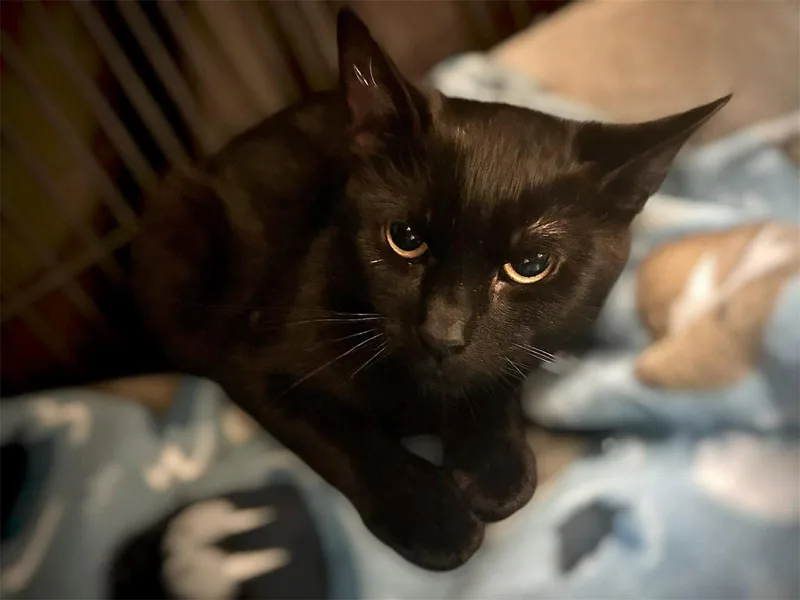 An adult small-sized female Black Domestic Short Hair cat named Symphony for adoption in Gettysburg, PA