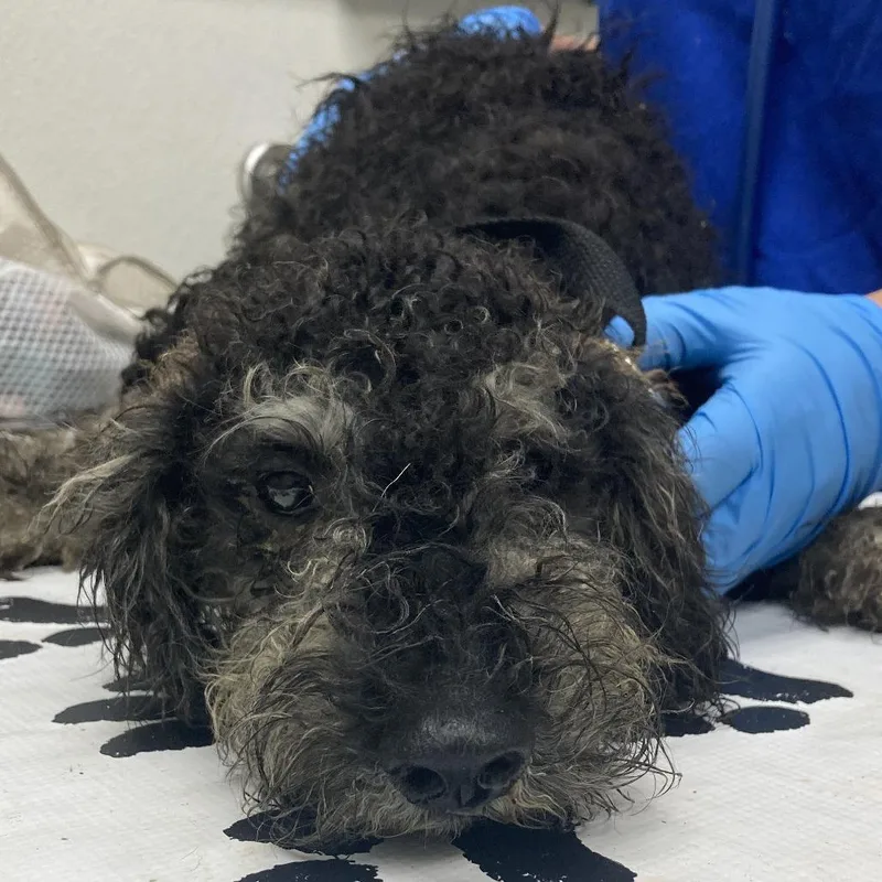 A baby small-sized male Black Poodle dog named #5 for adoption in Harrisonburg, VA