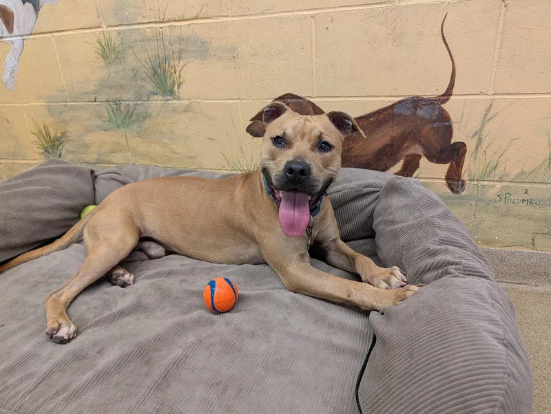 A young medium-sized male Yellow / Tan / Blond / Fawn Pit Bull Terrier dog named Popeye for adoption in Port Washington, NY