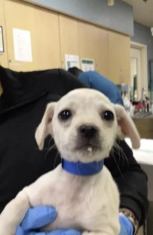 A baby small-sized male Chihuahua dog named Cheeto for adoption in Riverside, CA