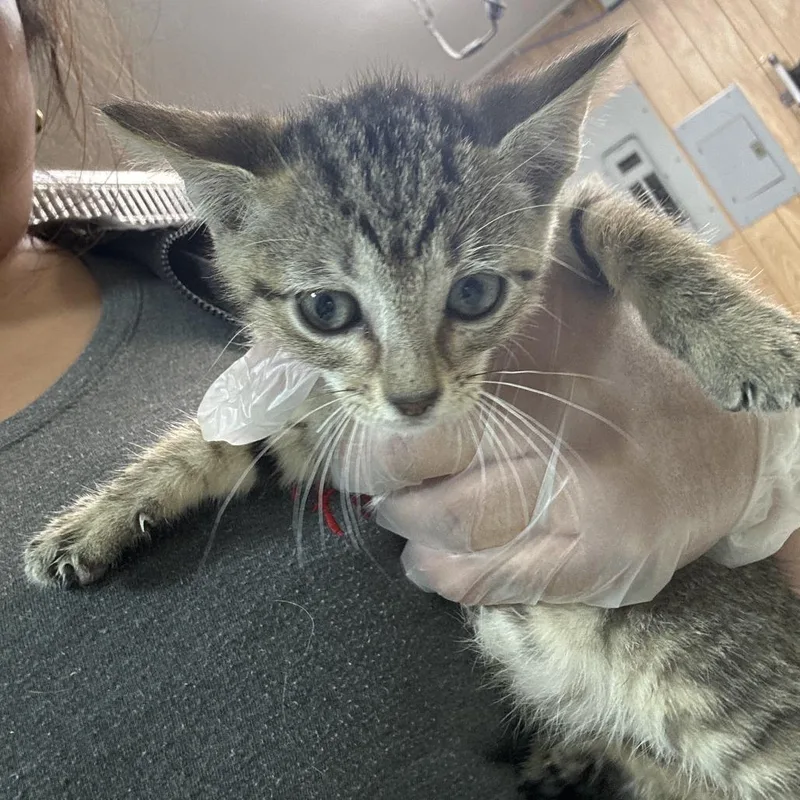 A baby small-sized female Brown / Chocolate Domestic Short Hair cat named Kid for adoption in Leander, TX