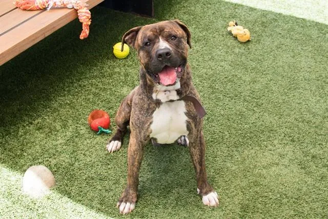 An adult large-sized male Pit Bull Terrier dog named Love for adoption in Santa Monica, CA