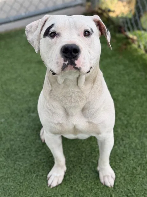 An adult large-sized male Mixed Breed dog named Linwood for adoption in Columbia, SC