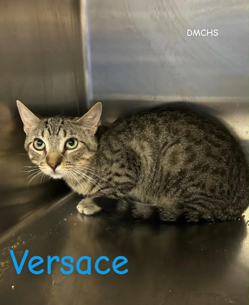 A baby medium-sized male Tabby (Brown / Chocolate) Domestic Short Hair cat named Versace for adoption in Burlington, IA