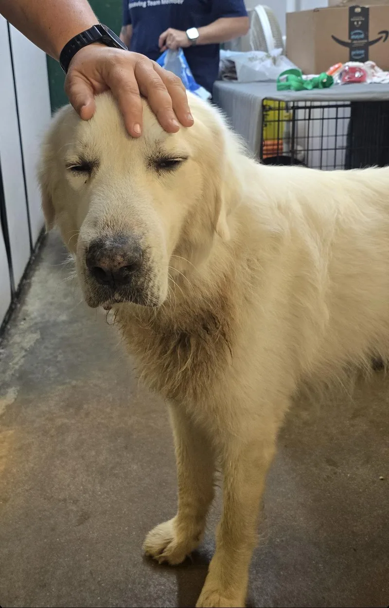An adult large-sized male Great Pyrenees dog named Alfie HTX for adoption in Quinlan, TX