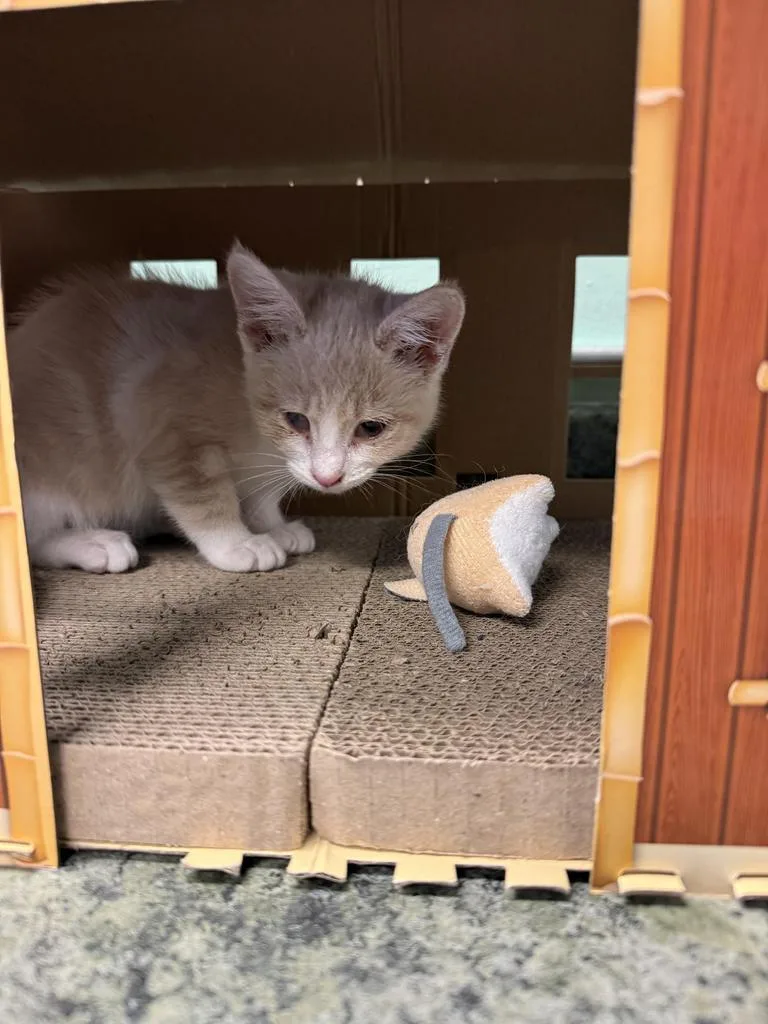 A baby medium-sized female Domestic Short Hair cat named Peanut Breadcrumbs for adoption in Athens, OH
