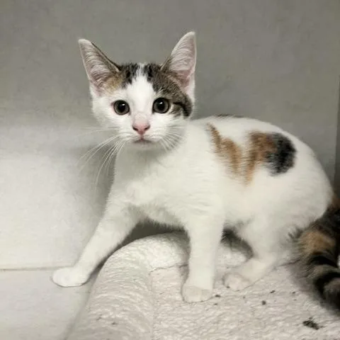 A baby small-sized female White Domestic Short Hair cat named Pom Pom for adoption in Dayton, OH