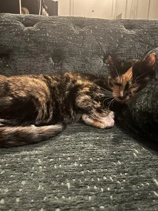Chloe