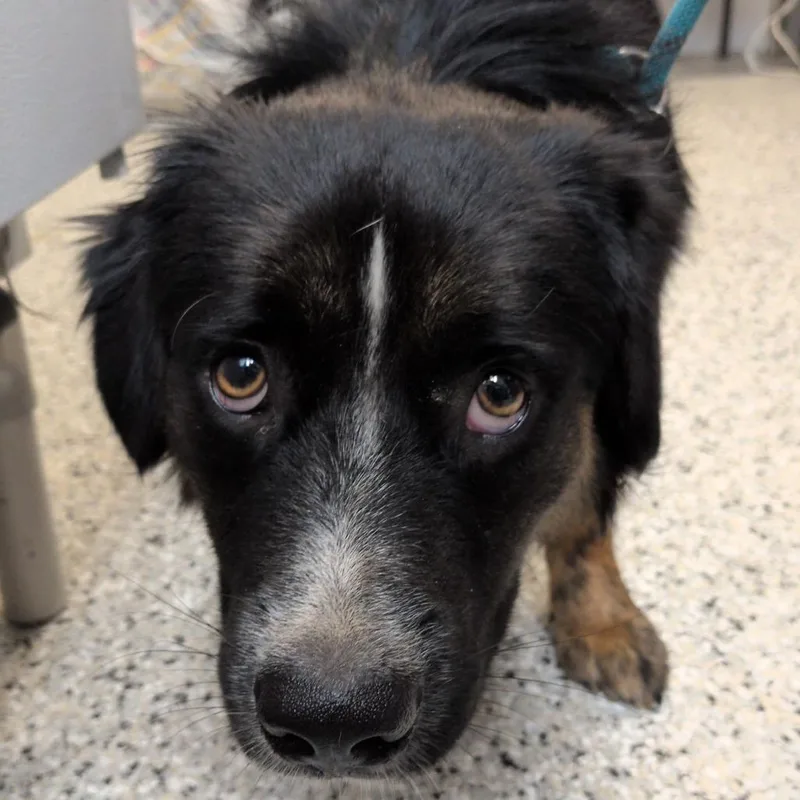 A young medium-sized male Black Collie dog named Nugget for adoption in Hattiesburg, MS