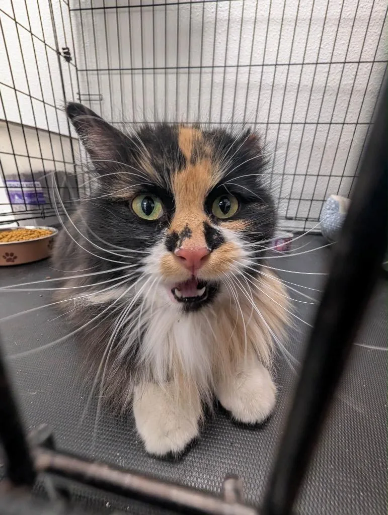 A young medium-sized female Calico cat named Bumble for adoption in Grand Junction, CO