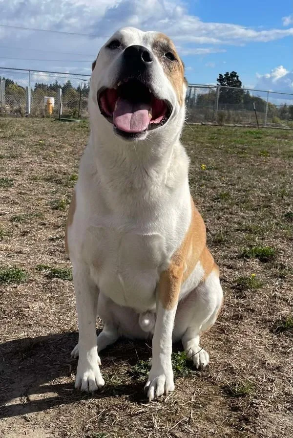 A senior extra large-sized male Akita dog named Goose for adoption in McMinnville, OR