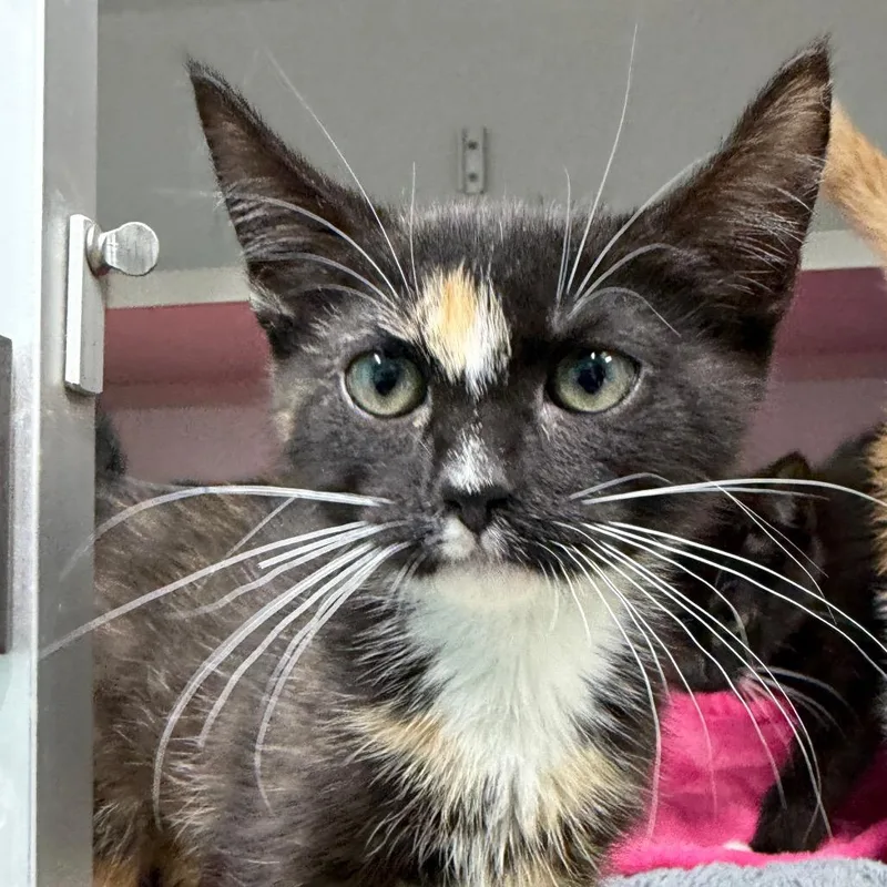A baby small-sized female Black Domestic Short Hair cat named Rosie for adoption in Newark, NJ