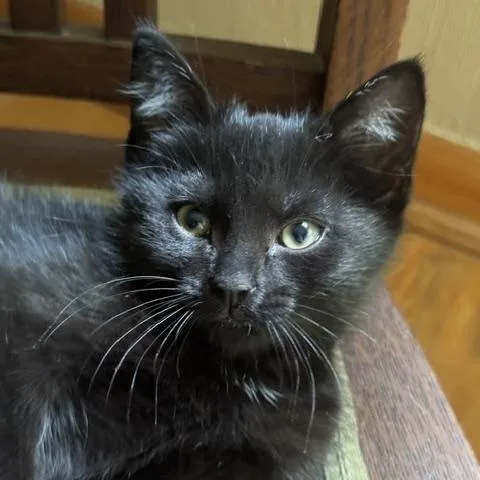 A baby medium-sized male Black Domestic Short Hair cat named Walleand Eve for adoption in Columbus, OH