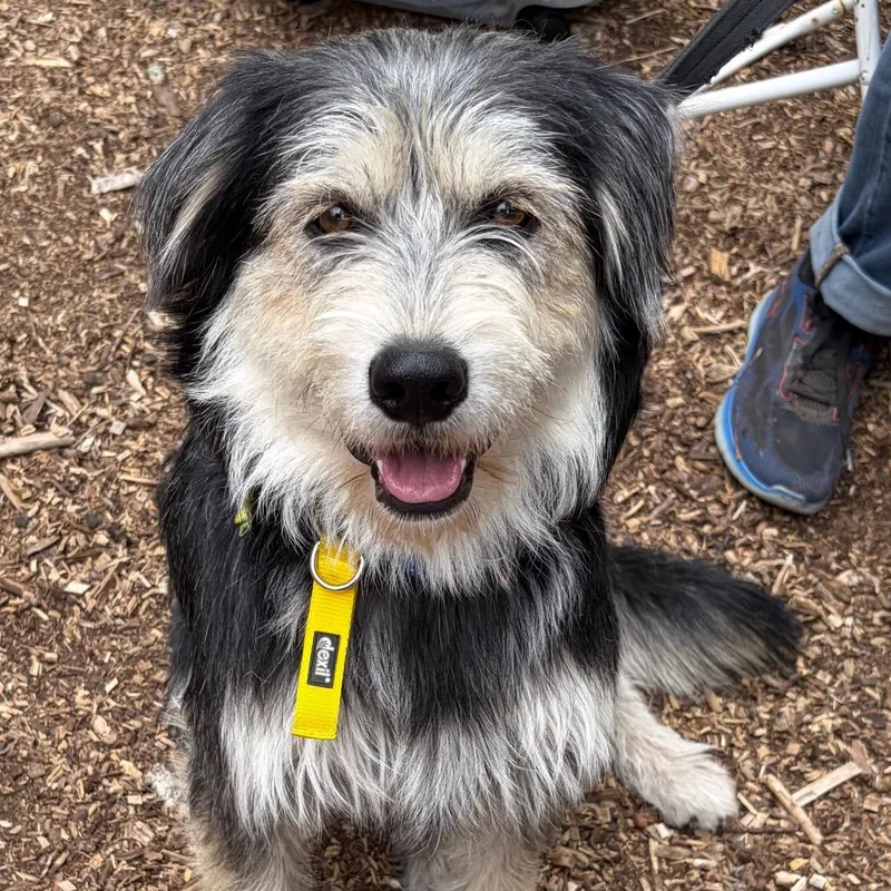 A young medium-sized male Terrier dog named Shadow for adoption in Calimesa, CA