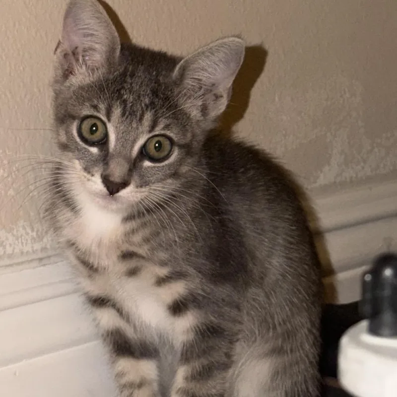 A baby small-sized female Gray / Blue / Silver Domestic Short Hair cat named Ash for adoption in Upland, CA