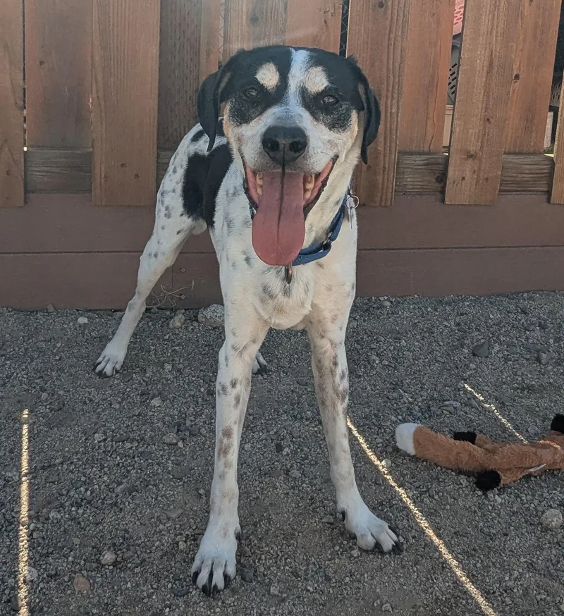 A senior medium-sized male White / Cream German Shorthaired Pointer dog named Bullseye for adoption in Buena Vista, CO