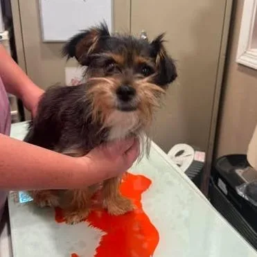 An adult small-sized male Black Yorkshire Terrier dog named Franky for adoption in Amarillo, TX