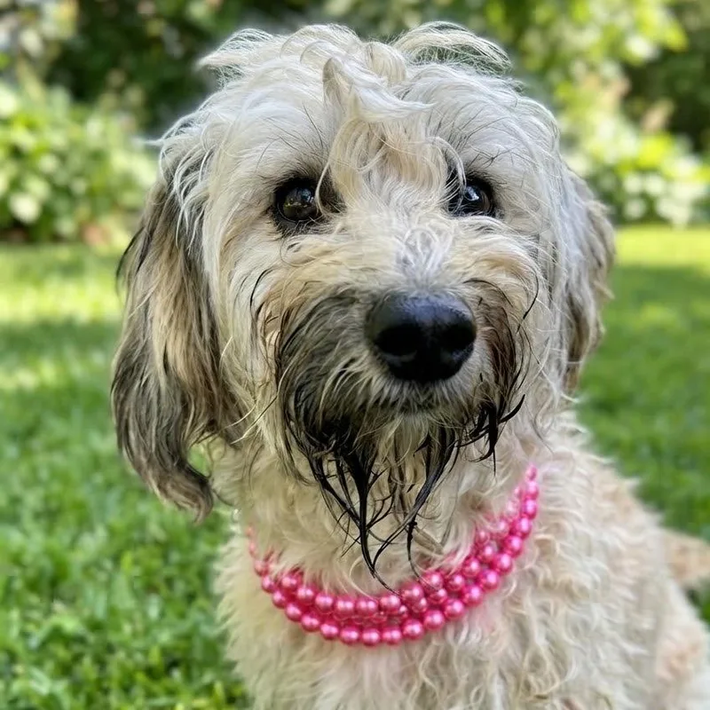 A baby small-sized female White / Cream Miniature Poodle dog named Sandie for adoption in Las Vegas, NV