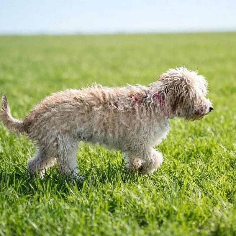 Sandie thumbnail 2