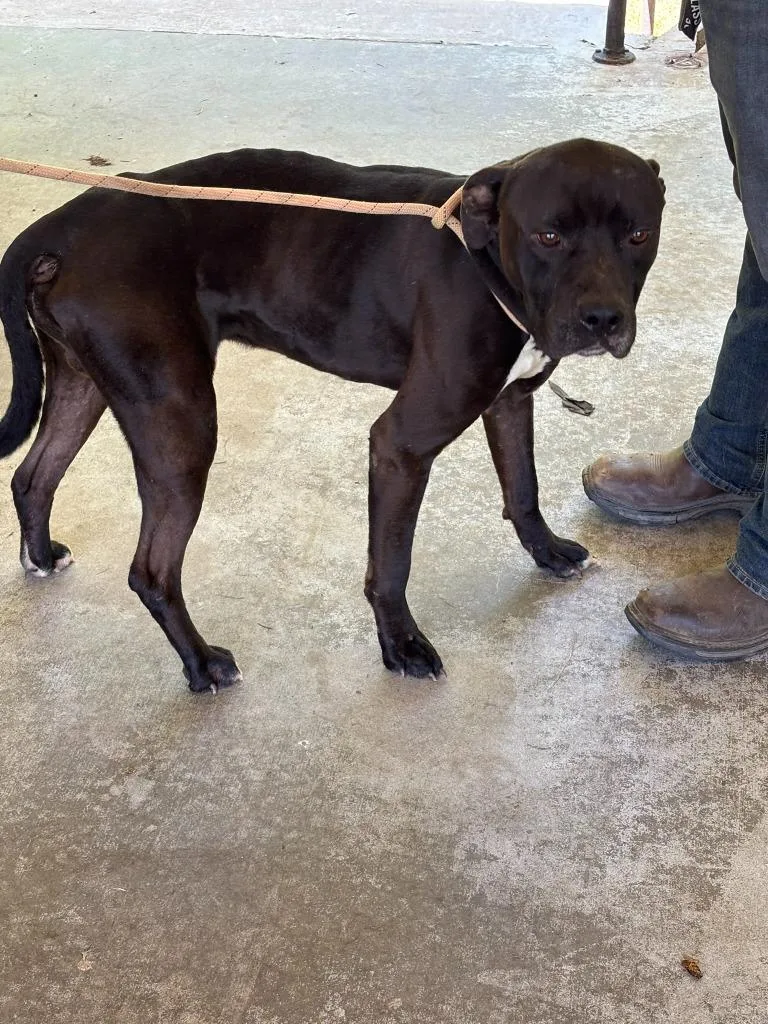 A young medium-sized female Labrador Retriever dog named Josephine for adoption in Swainsboro, GA