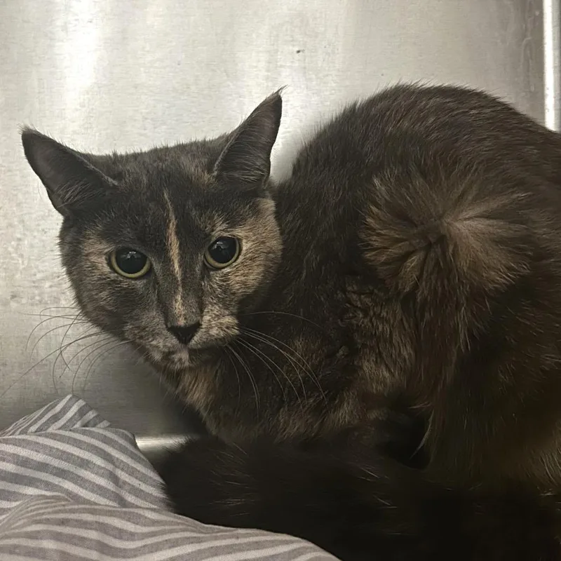 A baby small-sized female Gray / Blue / Silver Domestic Short Hair cat named Pippin for adoption in Chattanooga, TN