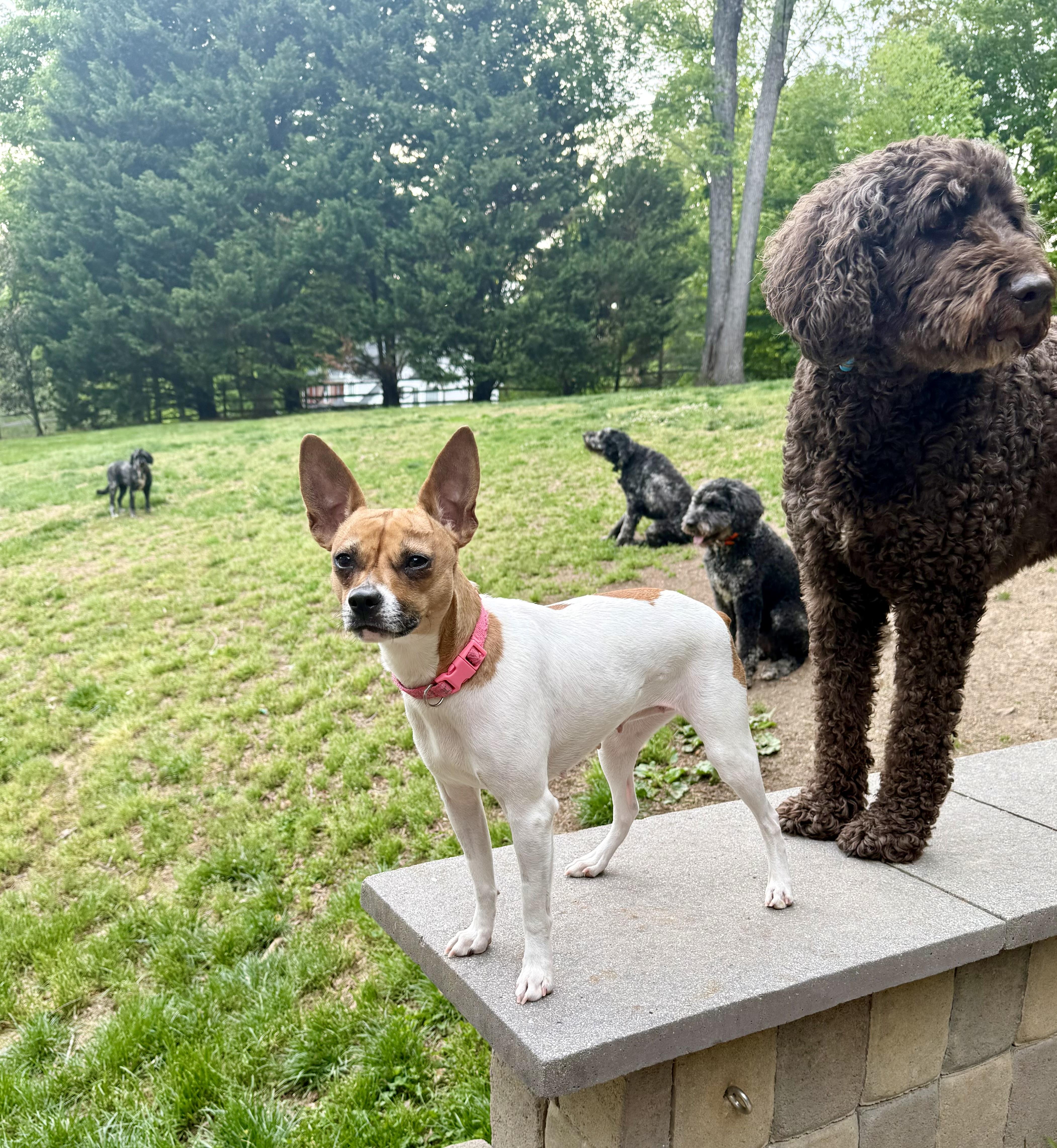 An adult small-sized female White / Cream Fox Terrier dog named Mama Dolly for adoption in Potomac, MD