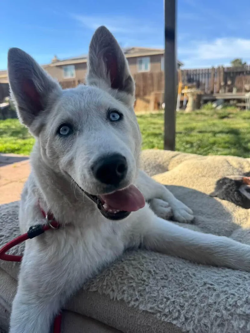 A baby medium-sized male White / Cream White German Shepherd dog named Axl~ Blueeyed Beauty for adoption in Encino, CA