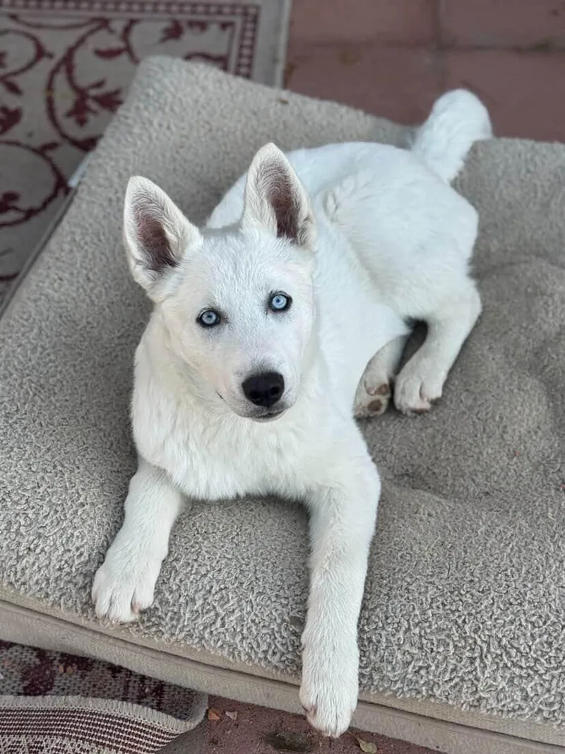 Axl~ Blueeyed Beauty thumbnail 2