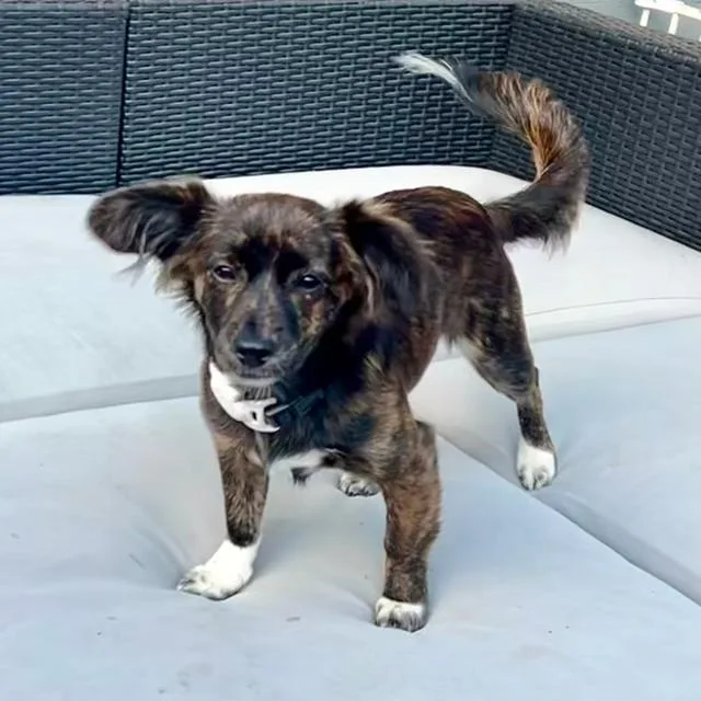 A baby small-sized female Chihuahua dog named Izzy for adoption in Lafayette, CA