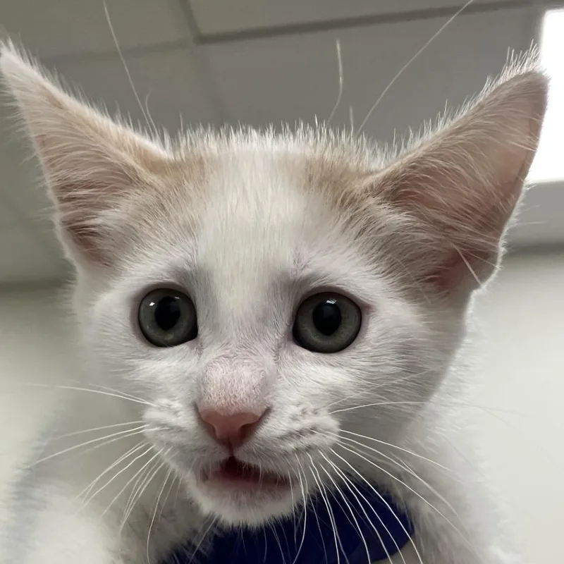 A baby small-sized male White Domestic Short Hair cat named Flareon for adoption in Las Cruces, NM