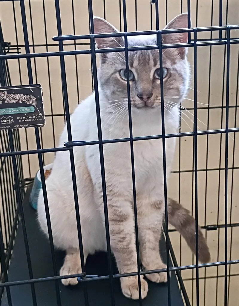 Bernard  Gentle & thumbnail 2