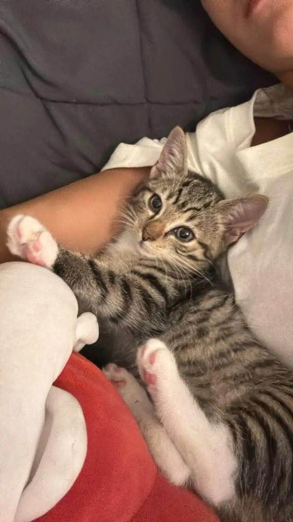 A baby small-sized female Tabby (Buff / Tan / Fawn) Tabby cat named Primrose Bloom for adoption in Homestead, FL