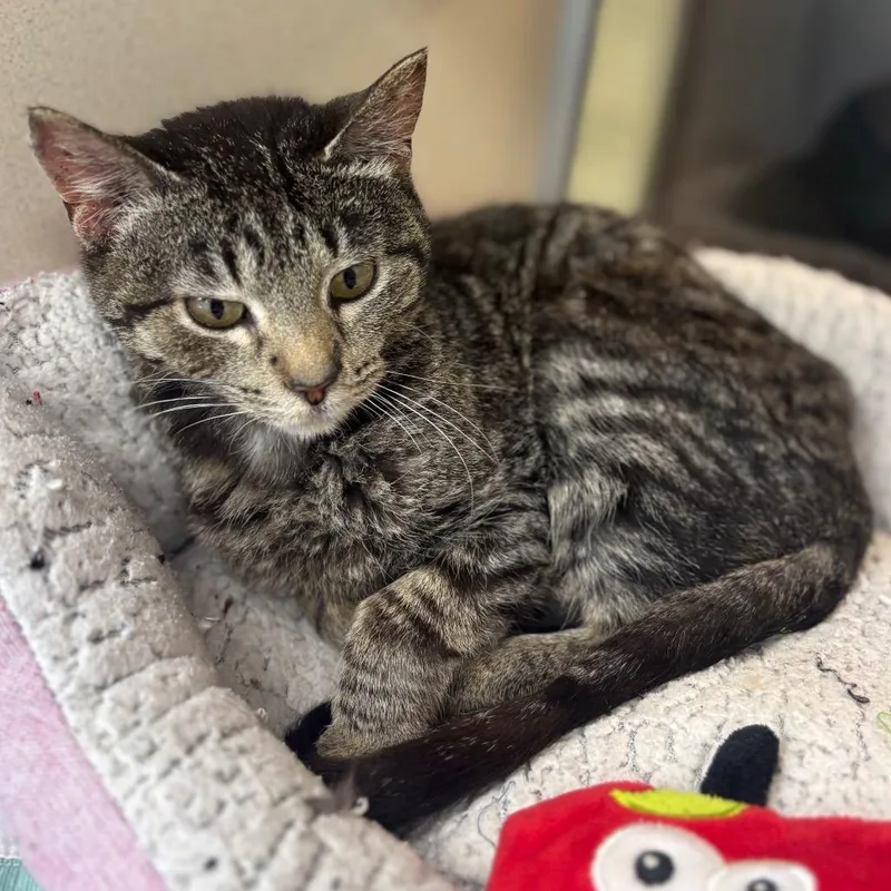 An adult small-sized female Black Domestic Short Hair cat named Cassie for adoption in Marshalltown, IA