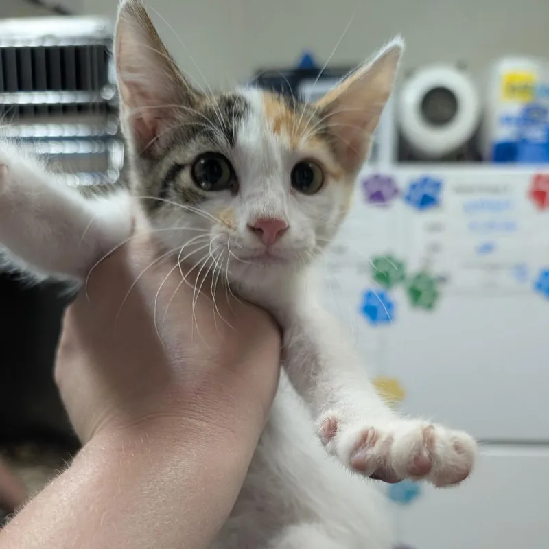 A baby small-sized female Torbie Domestic Short Hair cat named Yogi for adoption in Bryan, TX