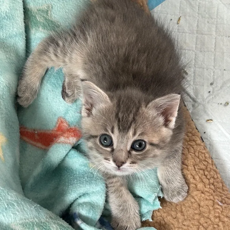 A baby small-sized female Gray / Blue / Silver Domestic Short Hair cat named Delaney for adoption in Ferndale, MI
