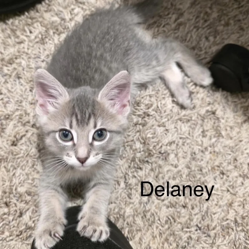 Delaney thumbnail 4