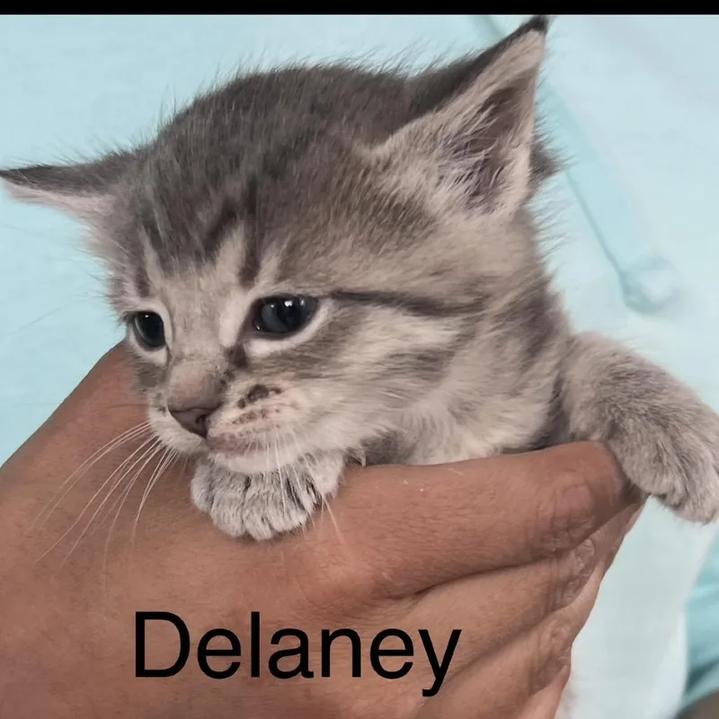 Delaney thumbnail 5