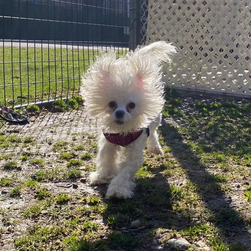 Evangeline thumbnail 2