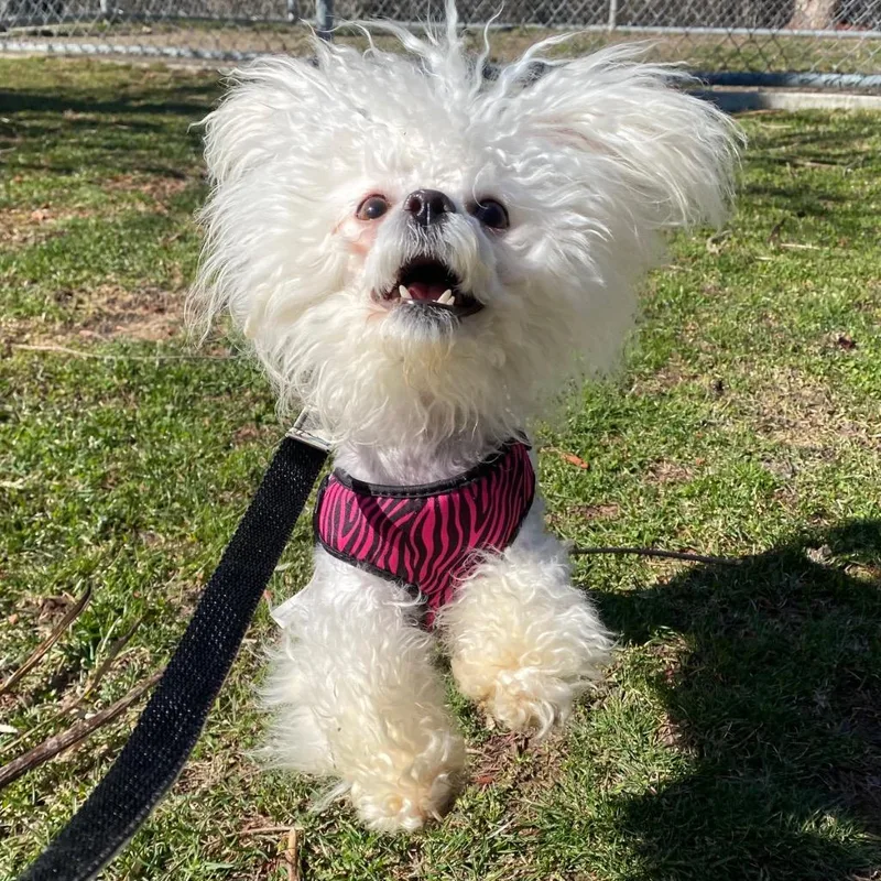 Evangeline thumbnail 3