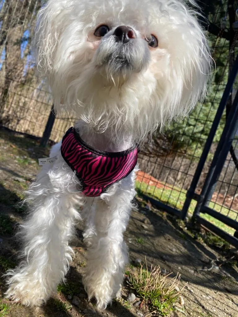 Evangeline thumbnail 4