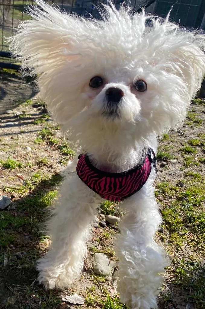 Evangeline thumbnail 5