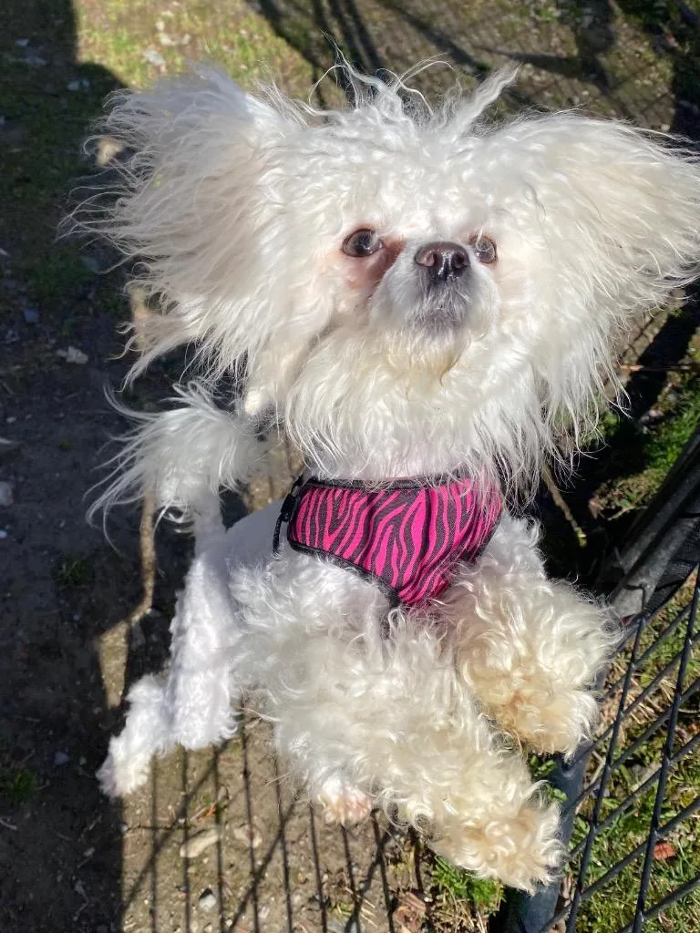 Evangeline thumbnail 6