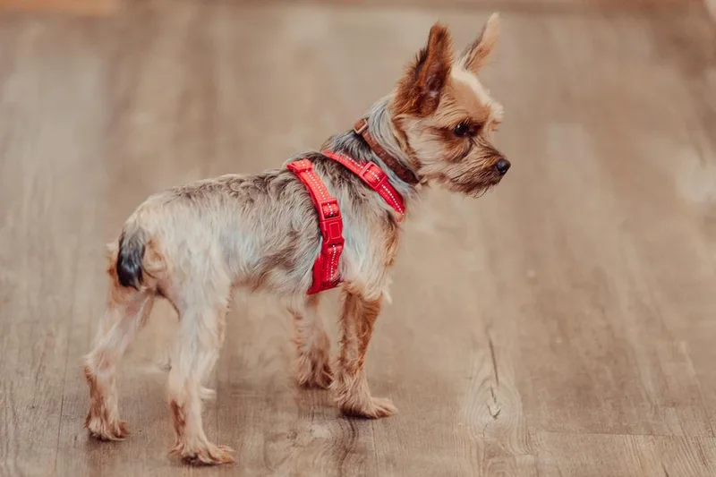 An adult small-sized male Yorkshire Terrier dog named Dennis Legacy for adoption in Waunakee, WI