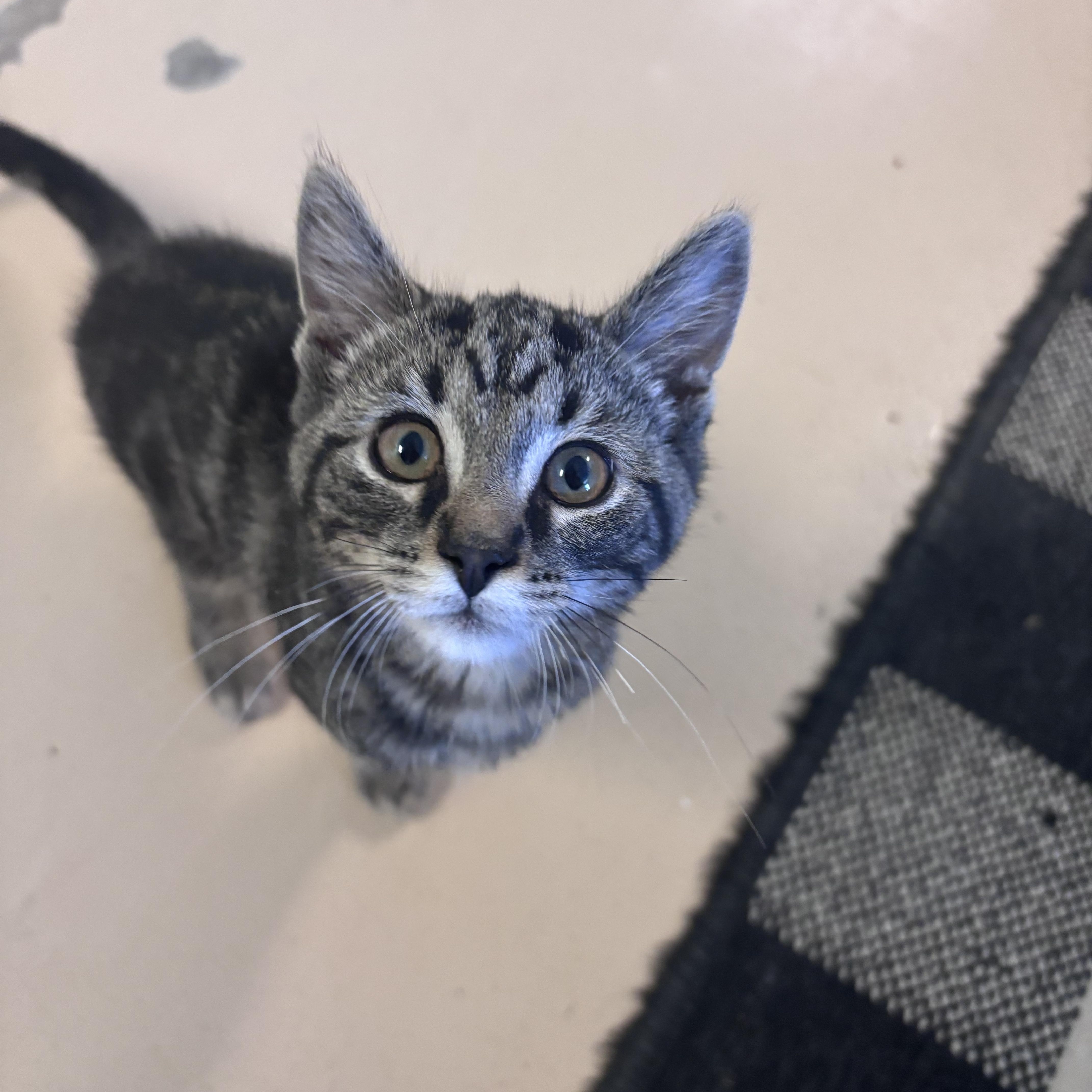 A baby small-sized male Tabby (Brown / Chocolate) Domestic Short Hair cat named Zuko for adoption in Franklin, IN