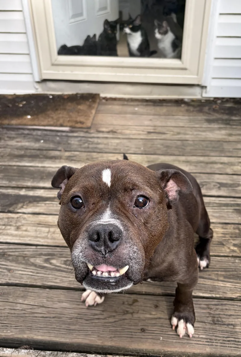A senior medium-sized female Brown / Chocolate Pit Bull Terrier dog named Empress for adoption in Philadelphia, PA
